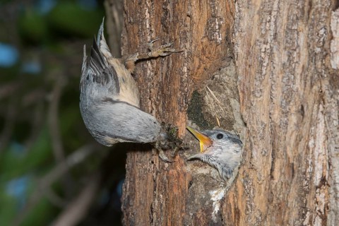 Eurasian Nuthatch (Sitta europaea) feeding young in nest cavity, Aosta Valley, Italy
