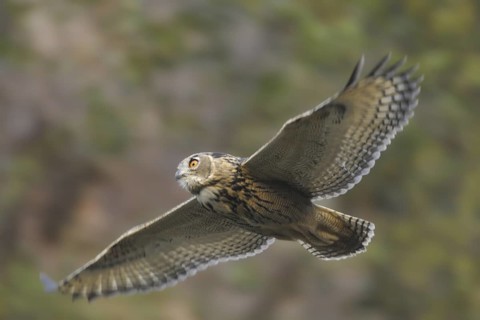 Eurasian Eagle-Owl (Bubo bubo) flying, North Rhine-Westphalia, Germany