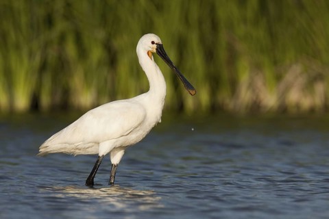 Eurasian Spoonbill (Platalea leucorodia), Andalusia, Spain