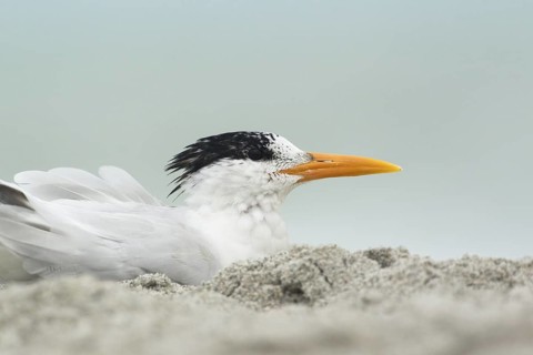 Royal Tern (Thalasseus maximus), Florida, USA