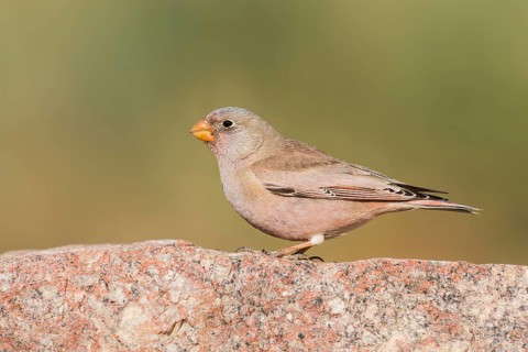 Trumpeter Finch (Bucanetes githagineus) male, Negev, Israel