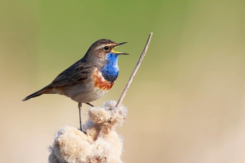 Bluethroat (Luscinia svecica cyanecula) male singing from cattail, Netherlands