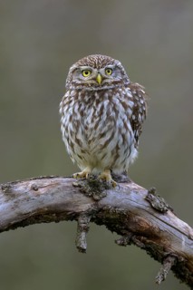 Little Owl (Athene noctua), on dead apple tree branch, biosphere area, Swabian Alb,