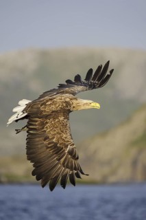 White-tailed Eagle (Haliaeetus albicilla) flying, Nord-Trondelag, Norway