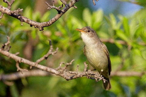 Olive warbler, (Hippolais olivetorum), animal, animals, bird, birds, biotope, habitat, perch,