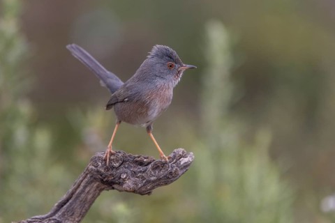 Provence warbler (Sylvia undata), male, province of Valencia, Spain