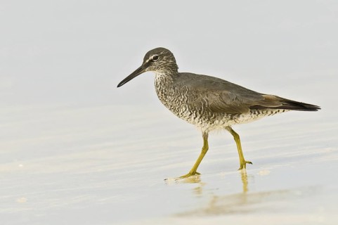 Wandering Tattler (Tringa incana)Hawaii, USA