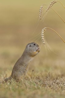 European ground squirrel (Spermophilus citellus) eating barley ear, Lake Neusiedl National Park,