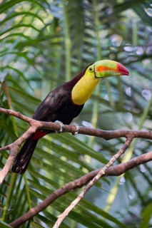 Fishing toucan (Ramphastos sulfuratus) Costa Rica