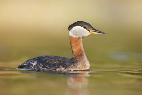 Red-necked Grebe (Podiceps grisegena) female, British Columbia, Canada