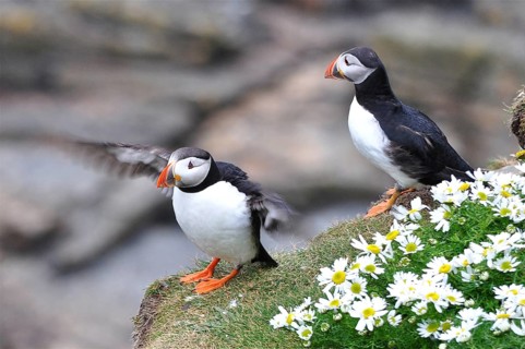 Puffin (Fratercula arctica)