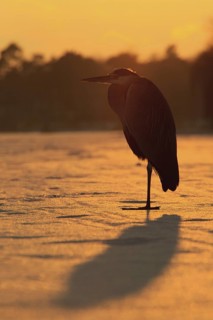 Grey Heron (Ardea cinerea), Berlin, Germany
