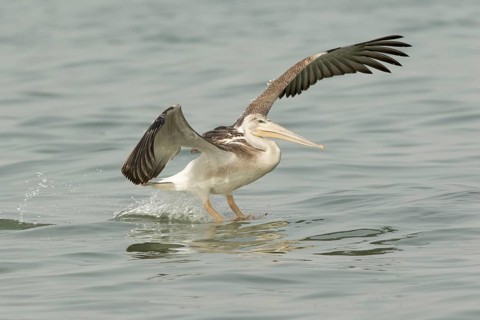 Pink-backed Pelican (Pelecanus rufescens) juvenile landing, Gambia