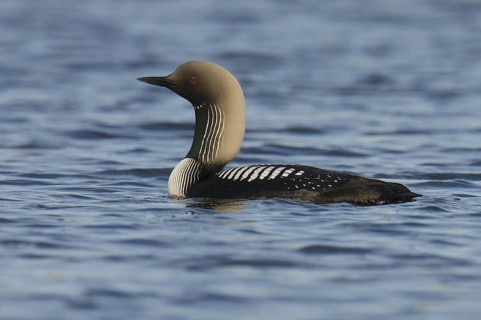Pacific Loon (Gavia pacifica), Alaska, USA