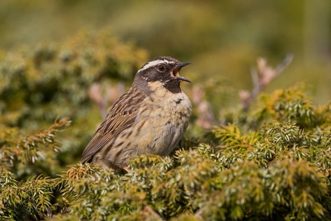 Black-throated Accentor - Schwarzkehlbraunelle - Prunella atrogularis ssp. huttoni, Kazakhstan,