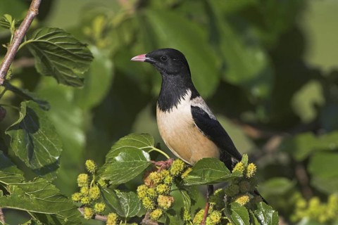 Rosy Starling (Pastor roseus), Greece