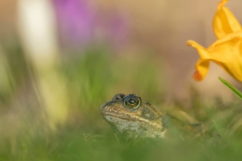 Common frog (Rana temporaria) adult amphibian amongst garden crocus flowers in spring, Suffolk,