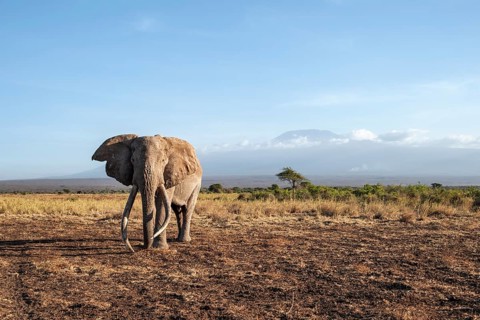 African elephant (Loxodonta africana) in picturesque landscape with the summit of Mount