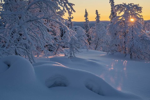 Snowy spruces and birches against light, Norrbotten, Lapland, Sweden, February 2024