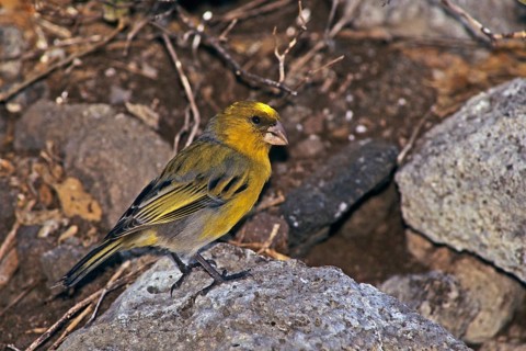 Nihoa Finch, Telespiza ultima, Hawaii, Nihoa, Hawaiian Honeycreeper, Endangered species
