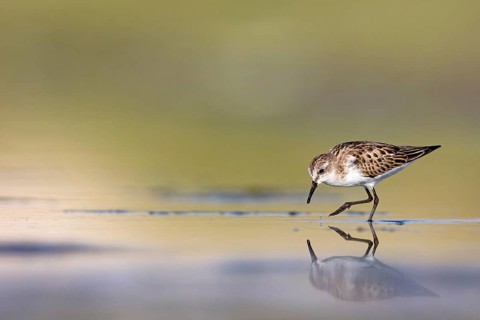 Little sandpiper (Calidris minuta), foraging in the Salalah biotope, Raysut, Sohar, Oman