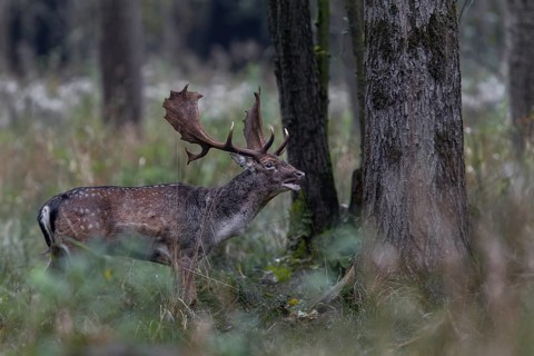 This fallow deer (Dama dama) has been taking part in the rut for weeks and its strength is slowly
