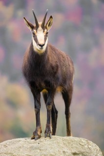 An adult Chamois (Rupicapra rupicapra) stands on a rock. A forest in fall foliage is in the