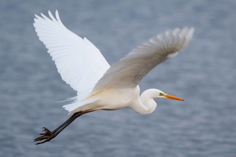 Great Egret (Ardea alba) flying, North Rhine-Westphalia, Germany
