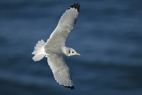 Black-legged Kittiwake (Rissa tridactyla) flying, offshore, Germany