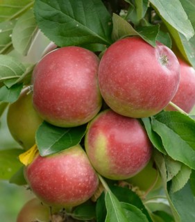 Columnar apple (Malus domestica CAMPANILO® QUATTRO),  Germany