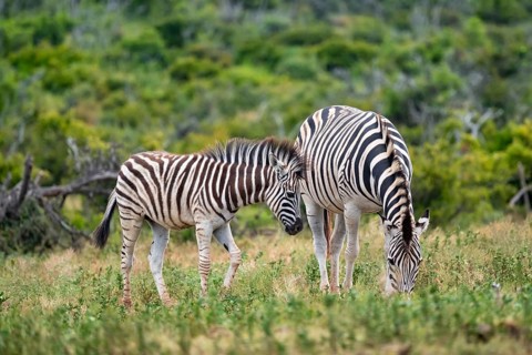 Burchell's zebra (Equus quagga burchelli) with young, Addo Elephant National Park, Eastern Cape,