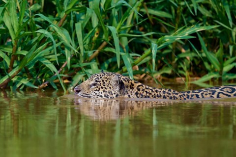 Jaguar calmly dives into a tropical river near plants, Jaguar (Panthera onca), Pantanal, Mato