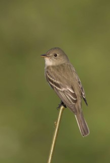 Alder Flycatcher (Empidonax alnorum), Alaska, USA