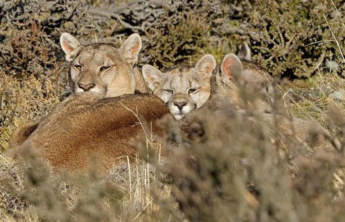 Cougar (Cougar concolor) female with young, Torres del Paine National Park, Chile, South America
