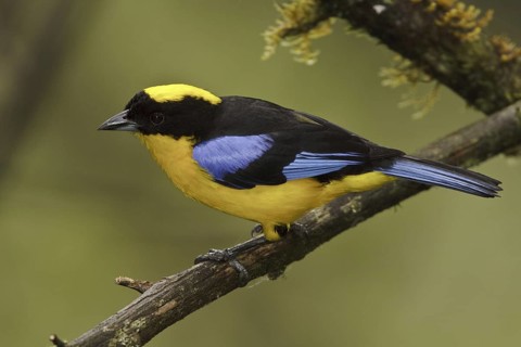 Blue-winged Mountain Tanager (Anisognathus somptuosus), Ecuador