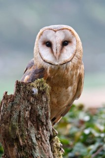 Western Barn Owl (Tyto alba) female, Rhineland-Palatinate, Germany