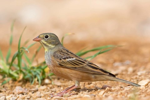 Ortolan, Emberiza hortulana, Israel