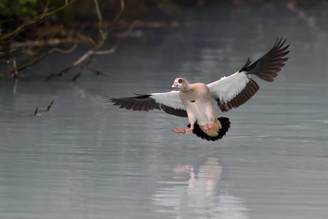 Egyptian Goose (Alopochen aegyptiaca) flying, North Rhine-Westphalia, Germany