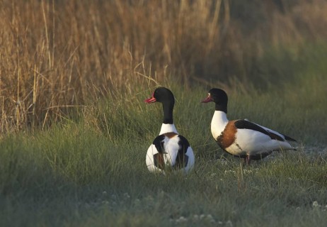 Common Shelduck (Tadorna tadorna) pair, Schleswig-Holstein, Germany
