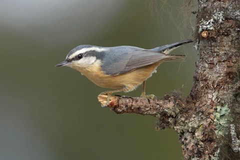 Red-breasted Nuthatch (Sitta canadensis), Alaska, USA