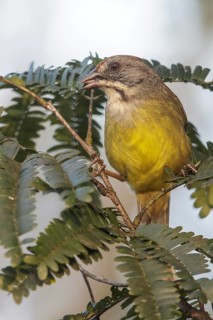 Zapata Sparrow (Torreornis inexpectata) perched on a branch in Cuba