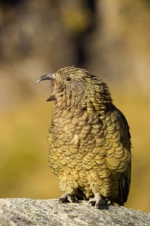 Adult kea (Nestor notabilis) calling