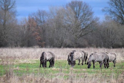 A group of wild horses Koniks graze in a meadow in an autumnal setting, Dümmer nature park Park,