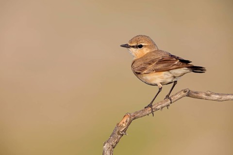 Isabelline Wheatear, (Oenanthe isabellina), biotope, habitat, foraging, animals, birds, songbird,