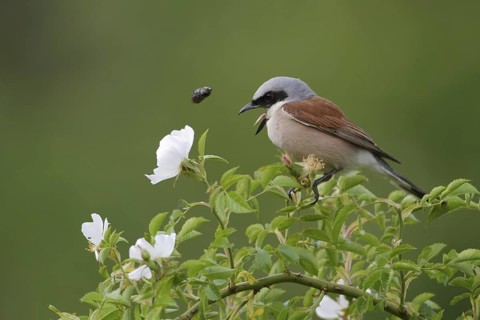 Red-backed Shrike (Lanius collurio) male, Saxony-Anhalt, Germany