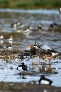 Greylag Goose, Anser anser, bird in flight over winter marshes