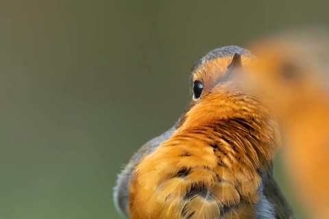 European robin (Erithacus rubecula) adult male garden bird singing to its female mate in spring,