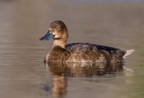 Greater Scaup (Aythya marila) female, British Columbia, Canada
