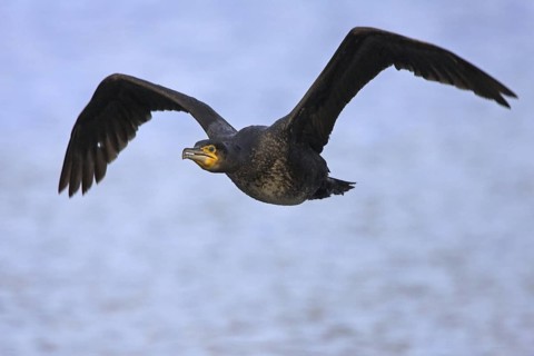 Great Cormorant (Phalacrocorax carbo) flying, Rhineland-Palatinate, Germany