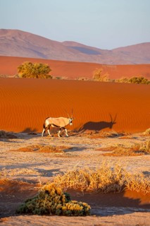Oryx gazella, oryx antelope walking in front of the red sand dunes of the Namib Desert, Sossusvlei